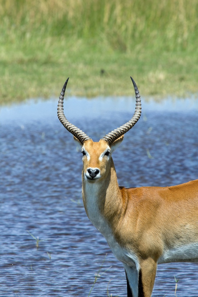 Antelope standing by the water in the Okavango Delta, Botswana